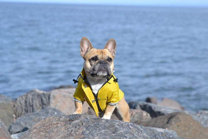 Yellow Zip up Dog Raincoat with Reflective Buttons, Pockets, Rain/Water Resistant, Adjustable Drawstring, & Removable Hood - Size XS to XXL Available - Stylish Premium Dog Raincoats by Ellie (M)